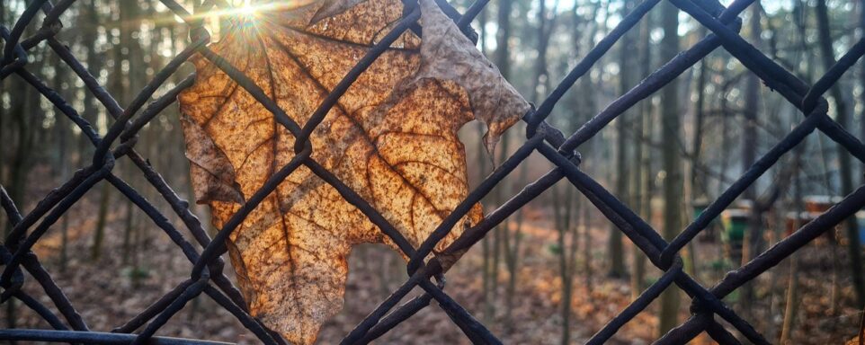 une feuille coincé par un grillage dans une forêt