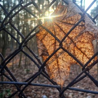 une feuille coincé par un grillage dans une forêt